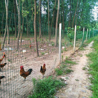 Forma di buco quadrato Griglia saldata in acciaio inossidabile 15-30m 50m Rivestimento di zinco 120g/m2 Per recinto per animali