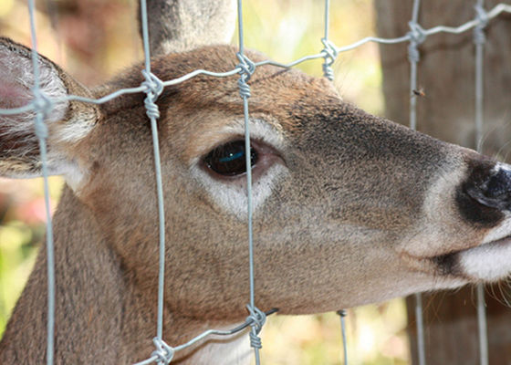 Fence a rete di cervo a nodo fisso a carico pesante resistenza alla corrosione facile installazione