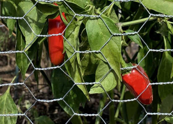 Galvanizzato Ferro Pollo Wire Mesh Roll doppia torsione tessuto facile da installare per giardino e paesaggio